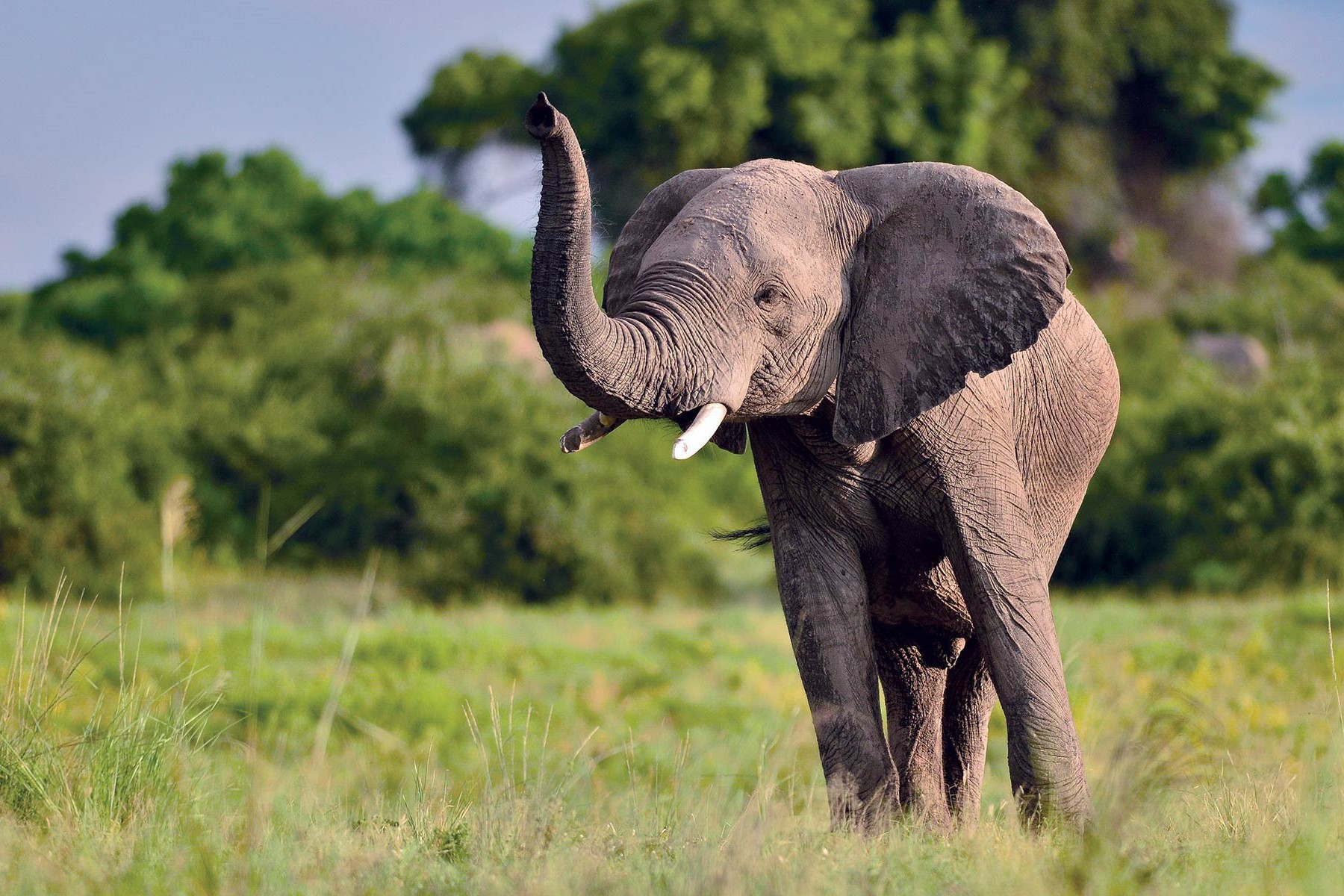 African Delight