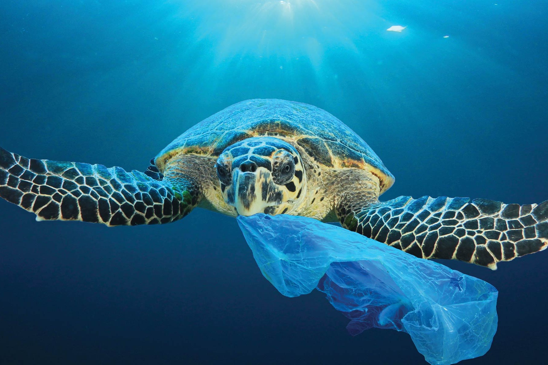 The Environmental Storm