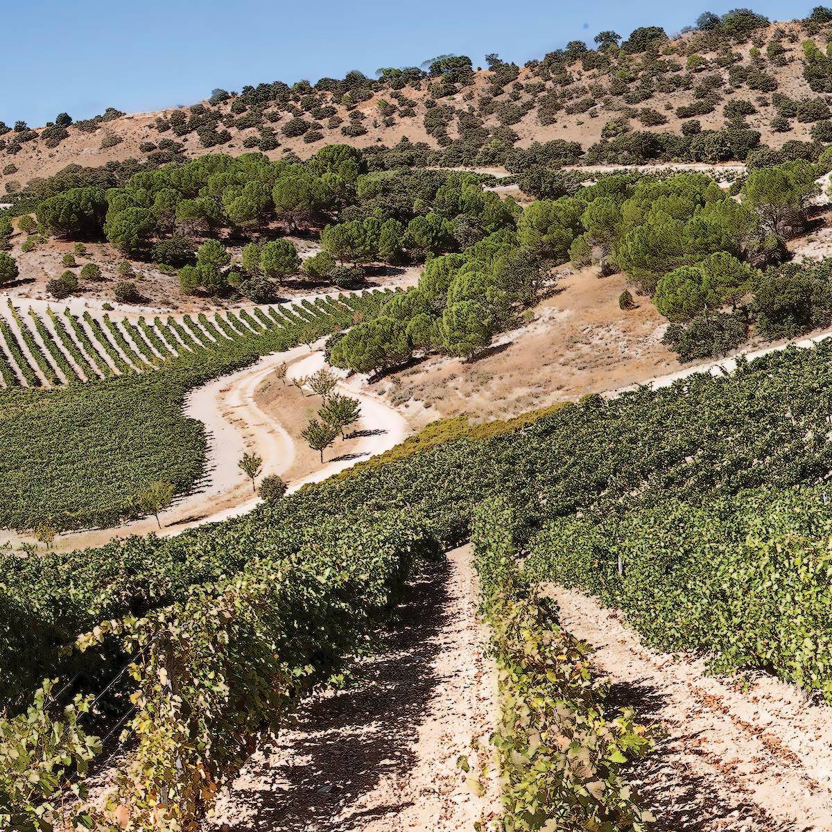 Quinta Sardonia