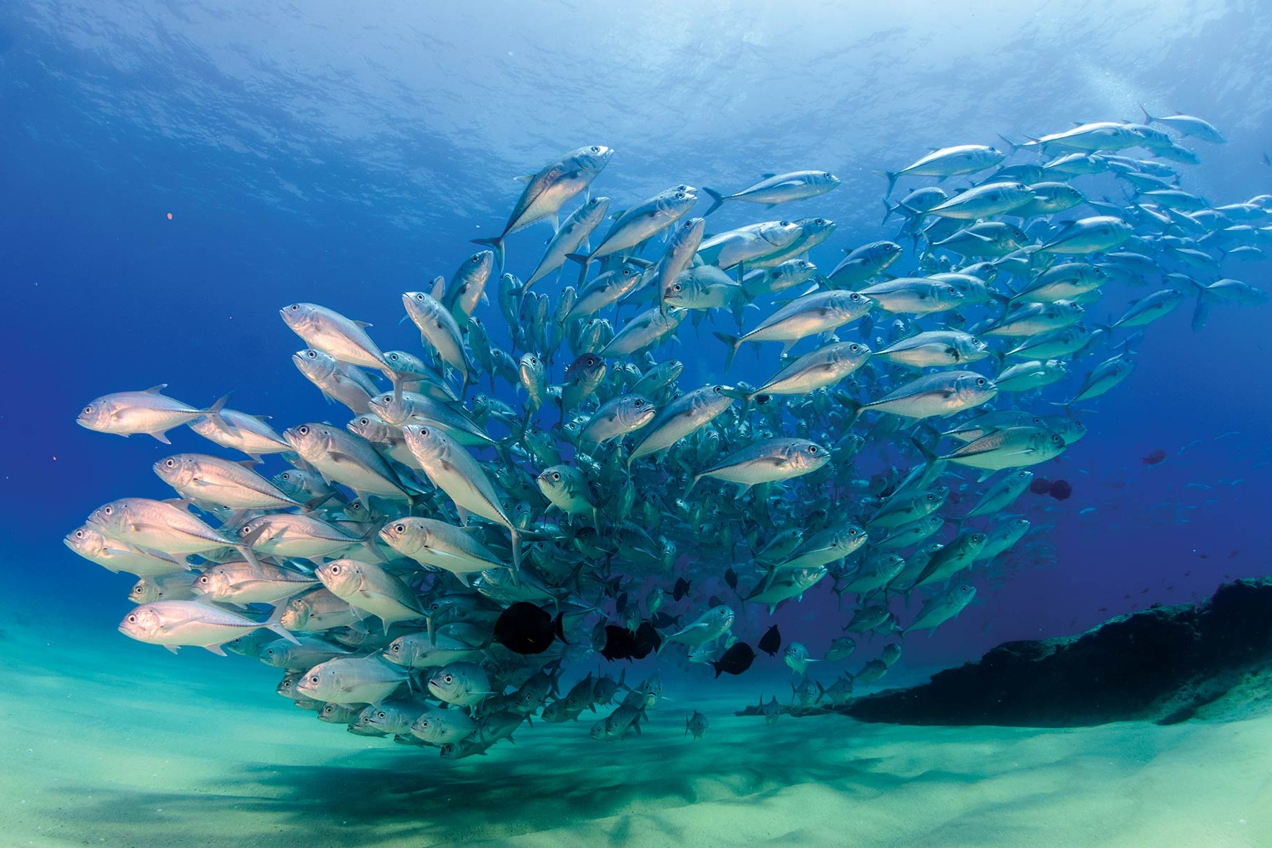 Jacques Cousteau