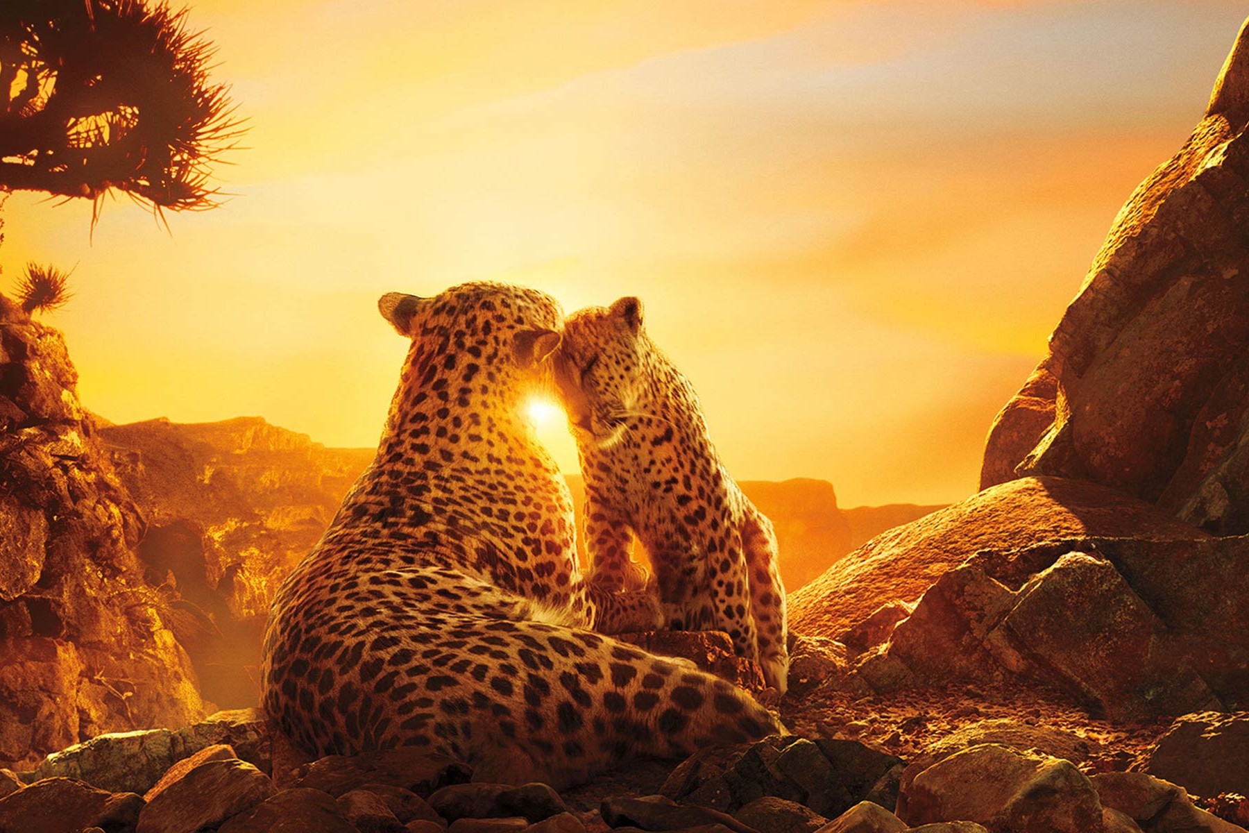 Nature Documentaries