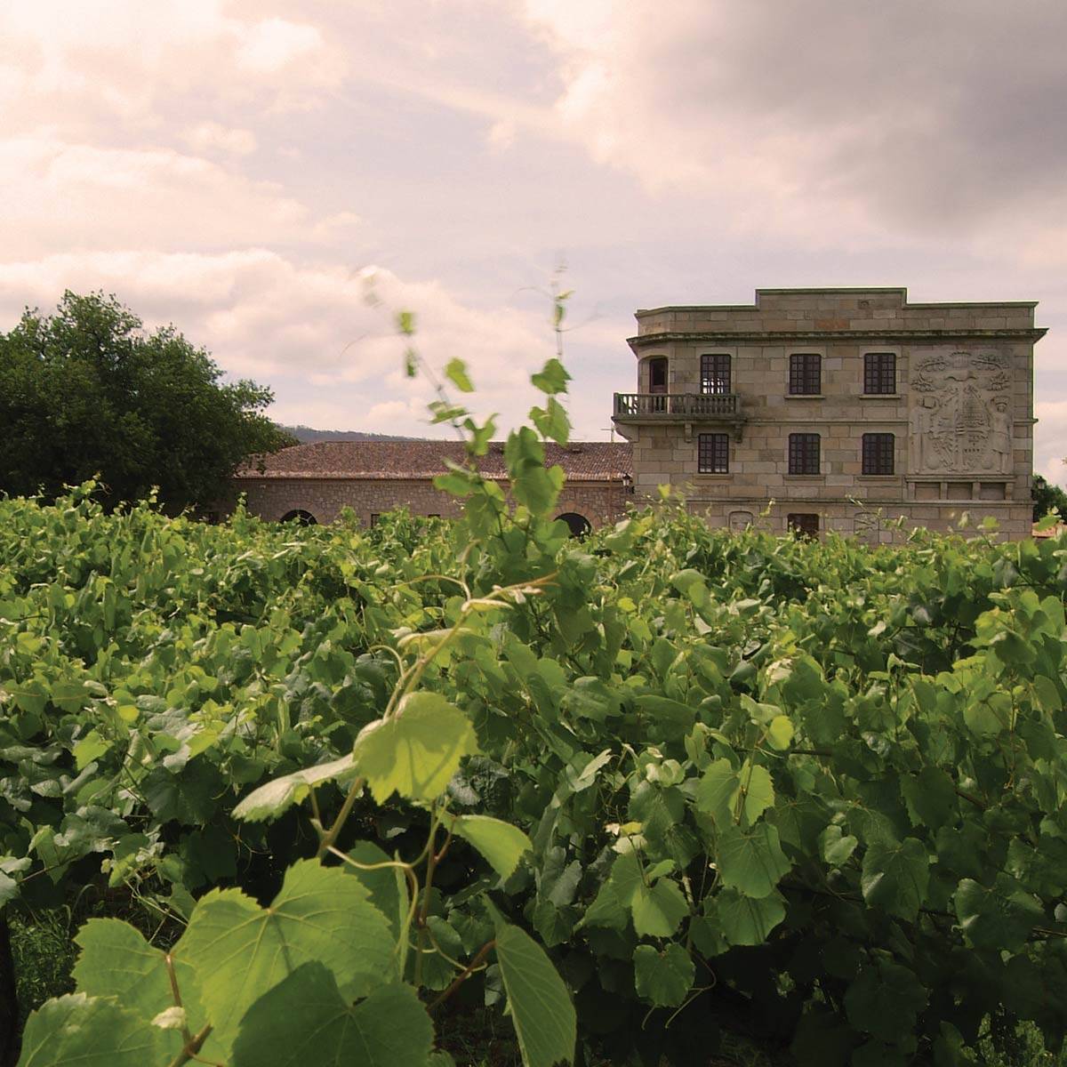 Albariño