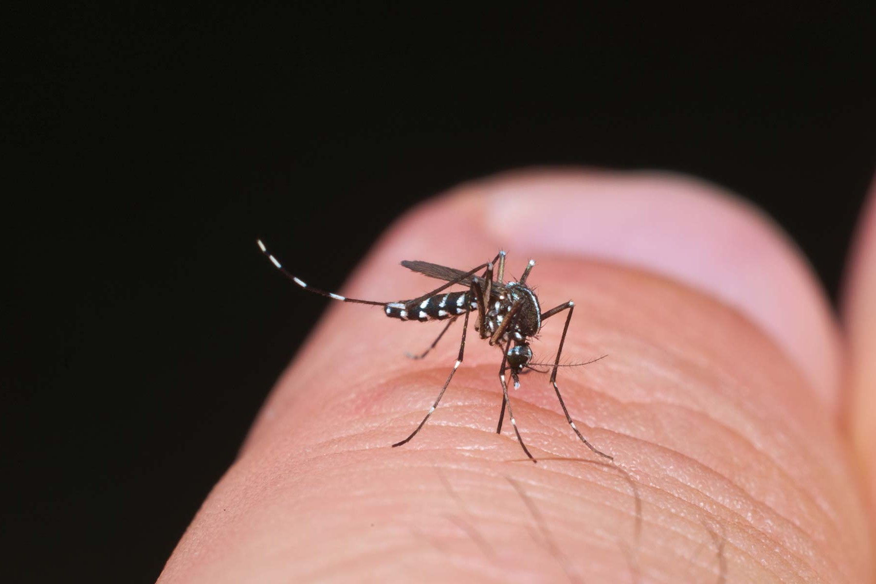 Tiger Mosquito