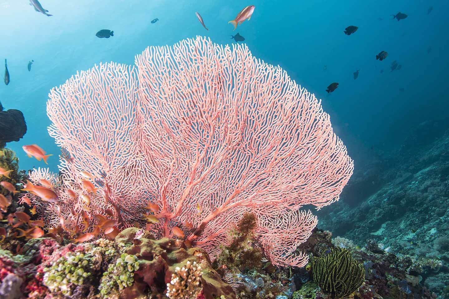 Coral Gardening