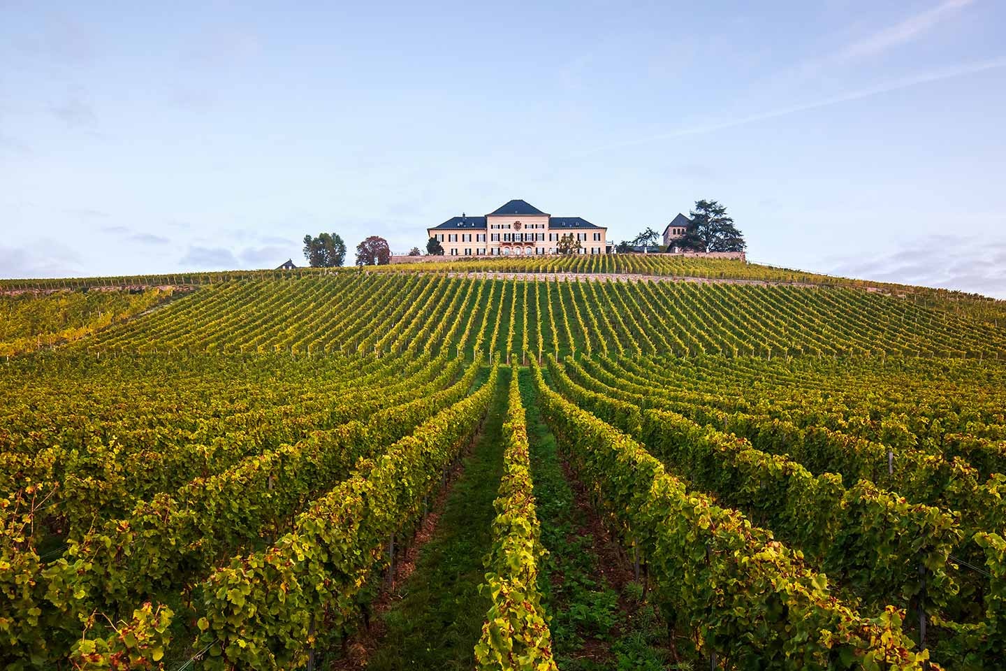 Vineyards