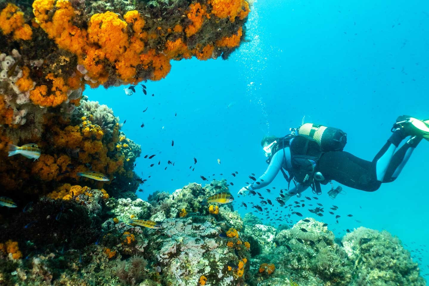 Diving-Marbella