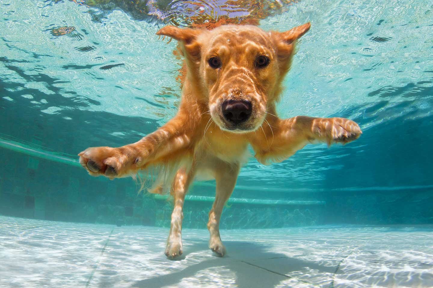 Dog Swimming